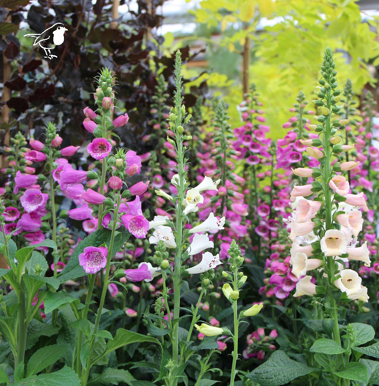 3 Ltr Digitalis -  - Windyridge Garden Centre