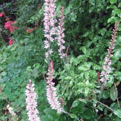 Francoa sonchifolia