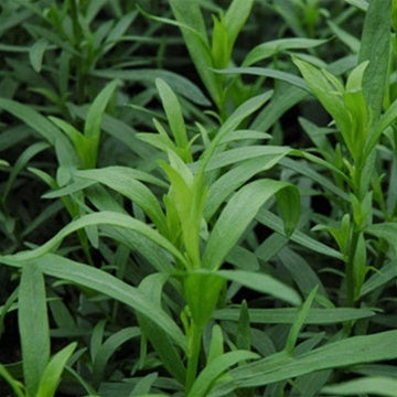 French Tarragon