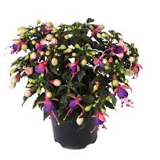 Fuchsia Bella Fuchsia - Bedding - Windyridge Garden Centre