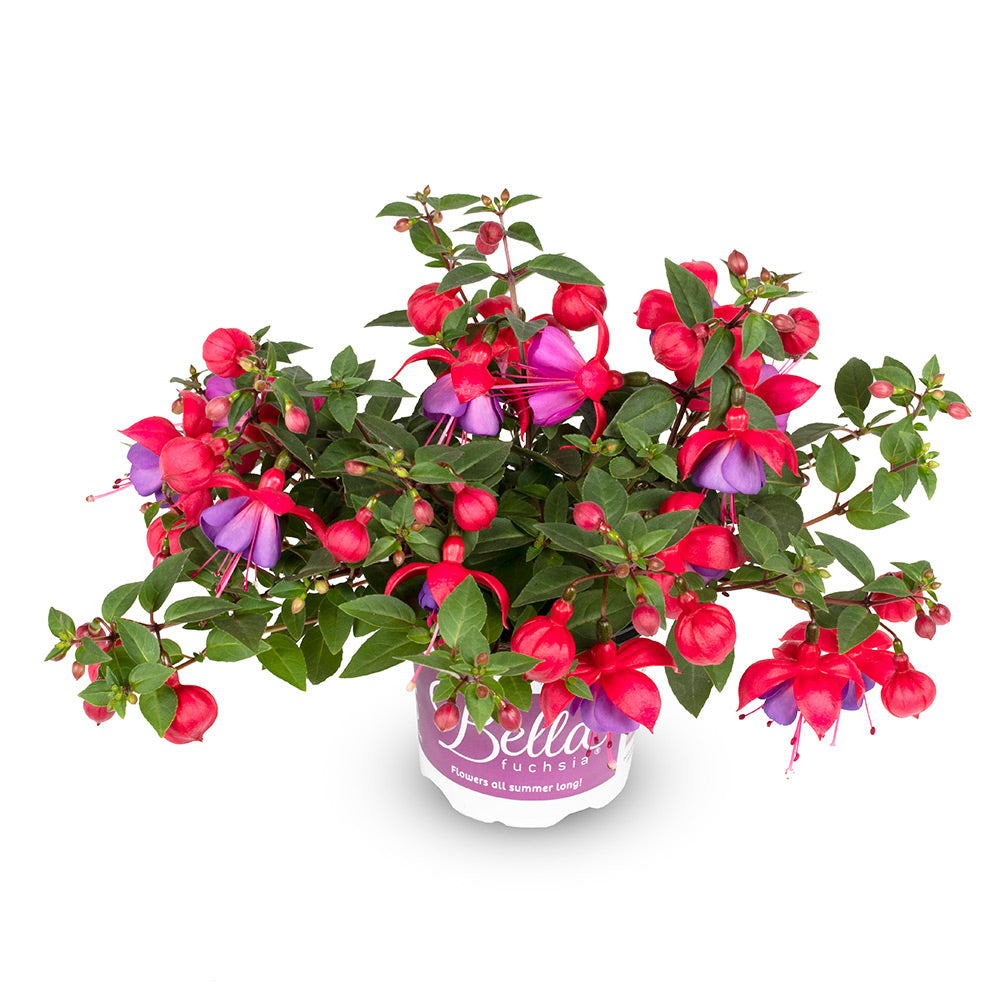 Fuchsia Bella - Bedding - Windyridge Garden Centre