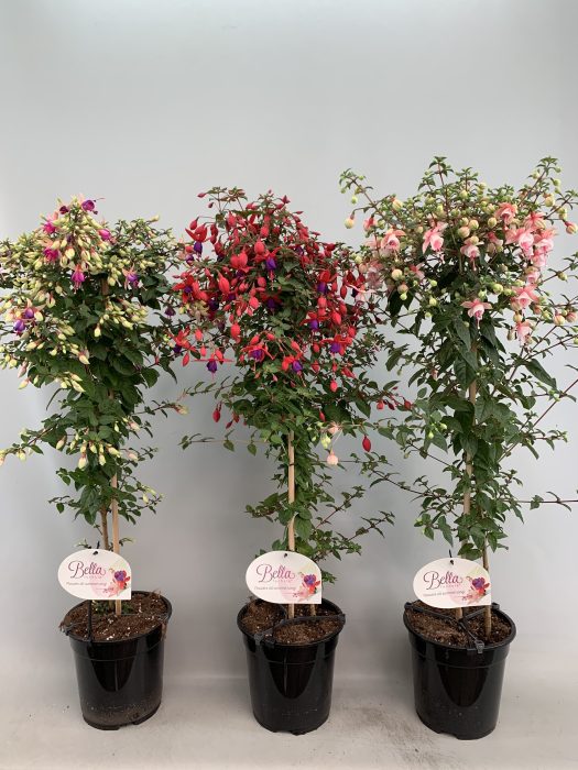 Fuchsia mix on a stem
