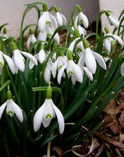 10 GALANTHUS WORONOWII