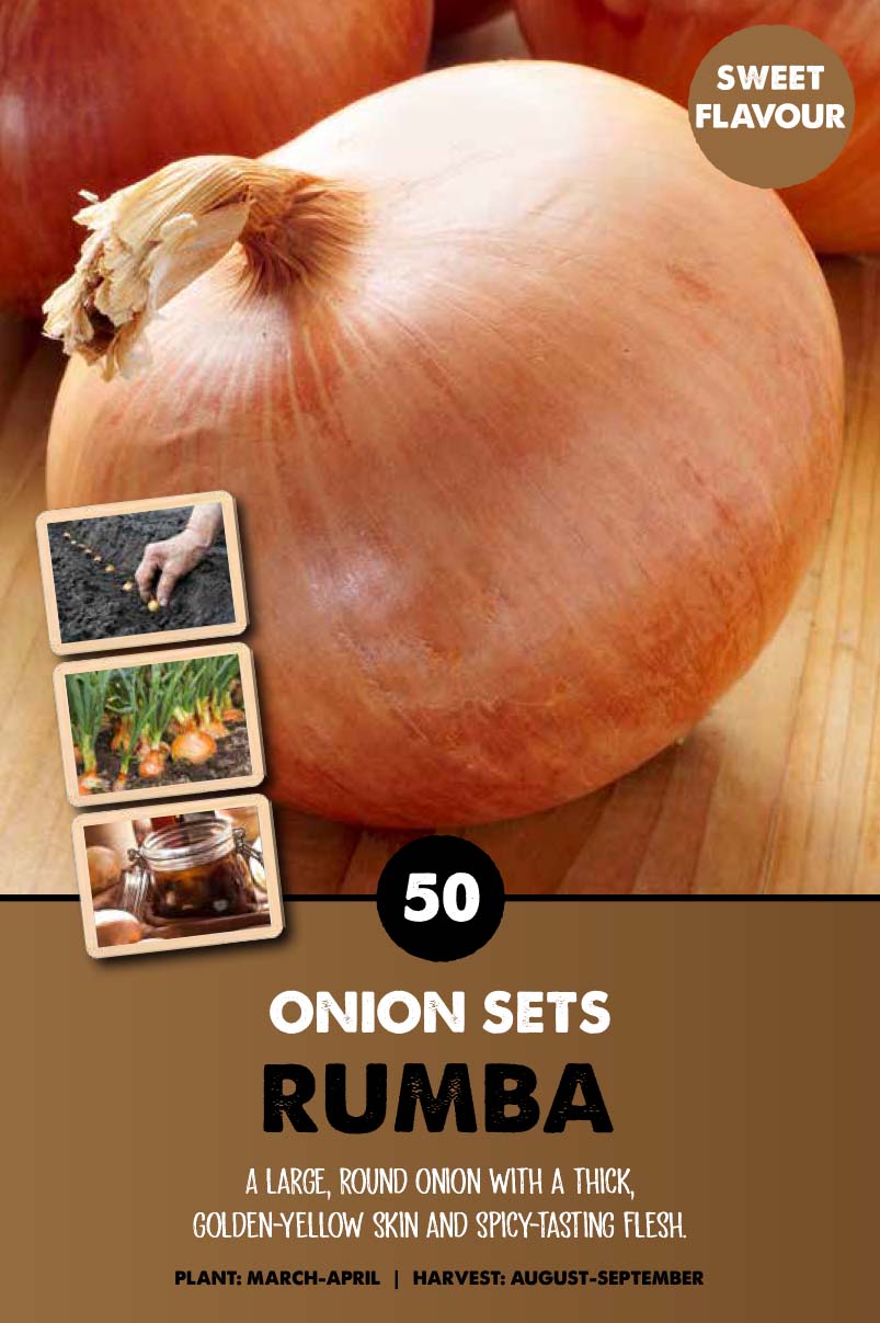 ONIONSETS RUMBA x50