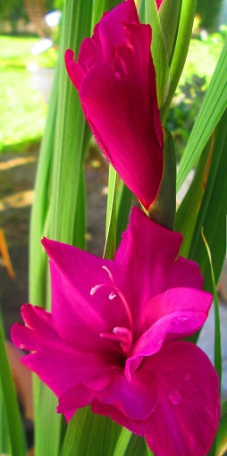 GLADIOLI FIDELIO loose