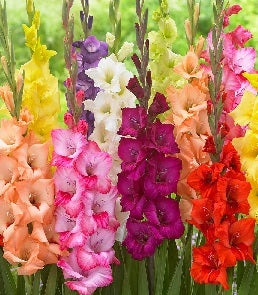 GLADIOLI MIXED LARGE loose
