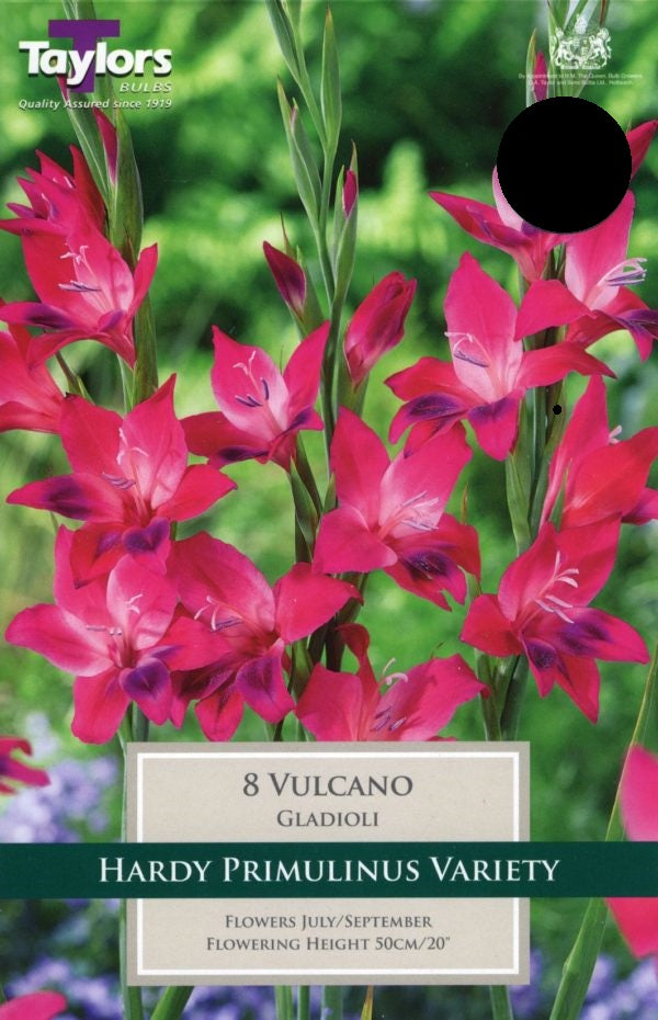 GLADIOLI VULCANO 7