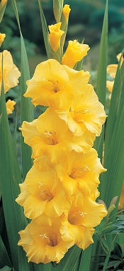 GLADIOLI NOVA LUX loose