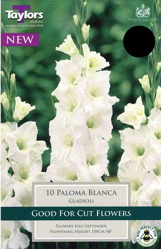 10 GLADIOLI PALOMA BLANCA 10-12
