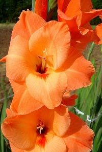 GLADIOLI PETER PEARS loose