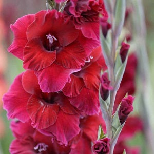 GLADIOLI PLUM TART loose