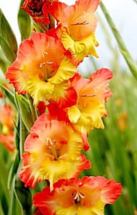 GLADIOLI PRINCESS MARGARET ROSE loose