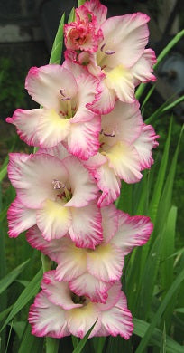 GLADIOLI PRISCILLA loose
