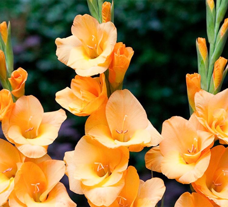 GLADIOLI VEDETTA