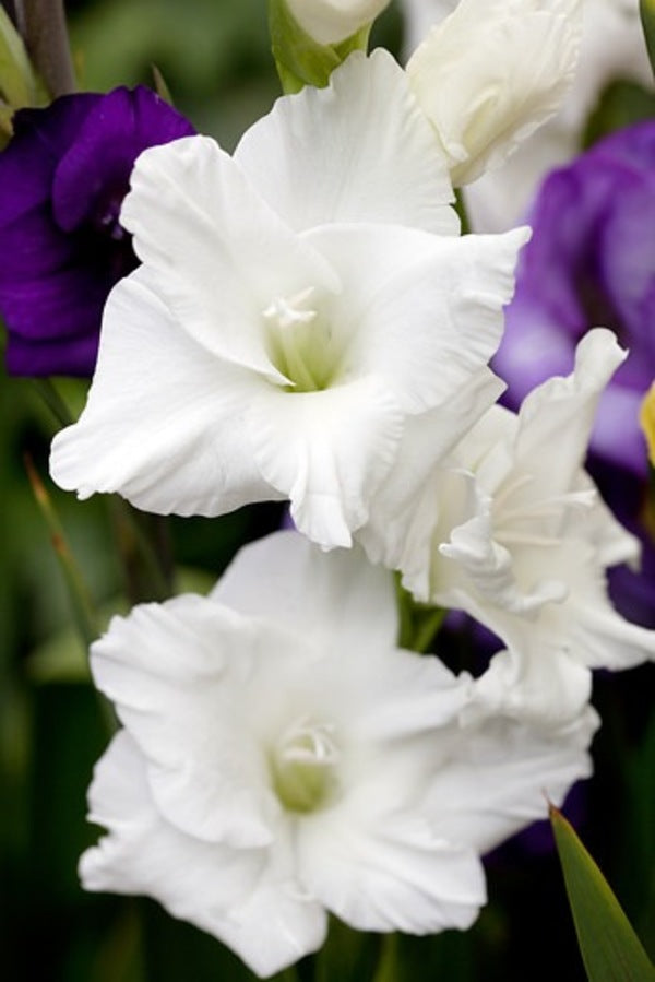 GLADIOLI WHITE PROSPERITY loose