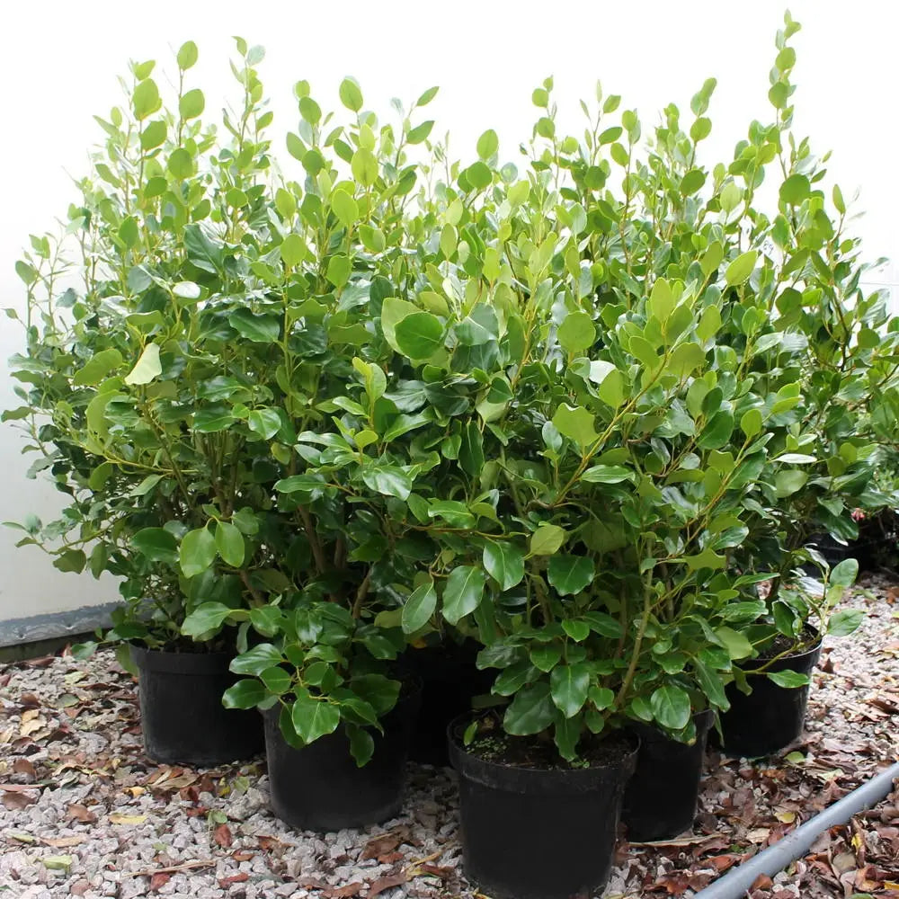 Griselinia Littoralis 5Lt - Hedging - Windyridge Garden Centre