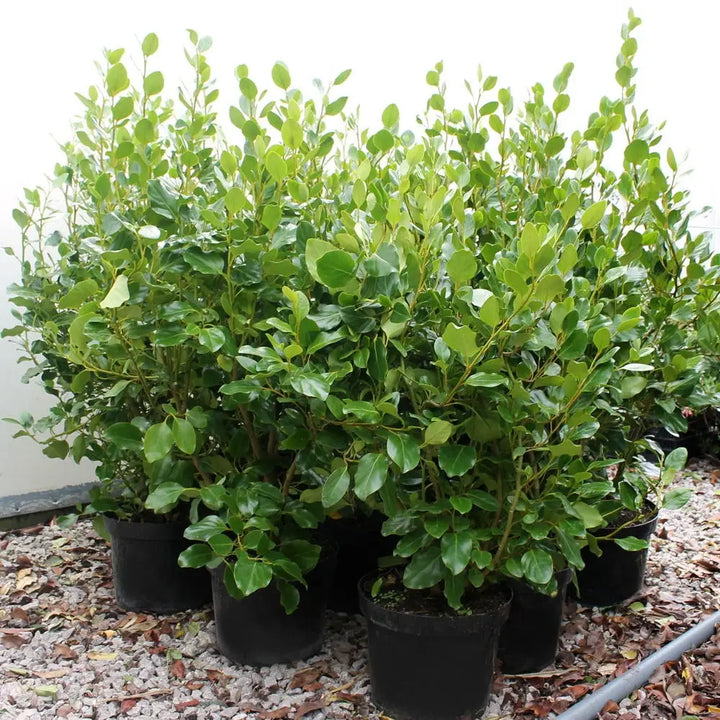 Griselinia Littoralis 5Lt - Hedging - Windyridge Garden Centre