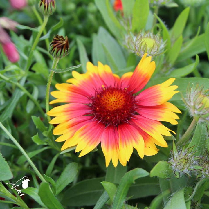 Gaillardia Kobold