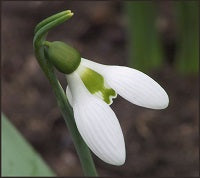 Galanthus Elwesii Loose