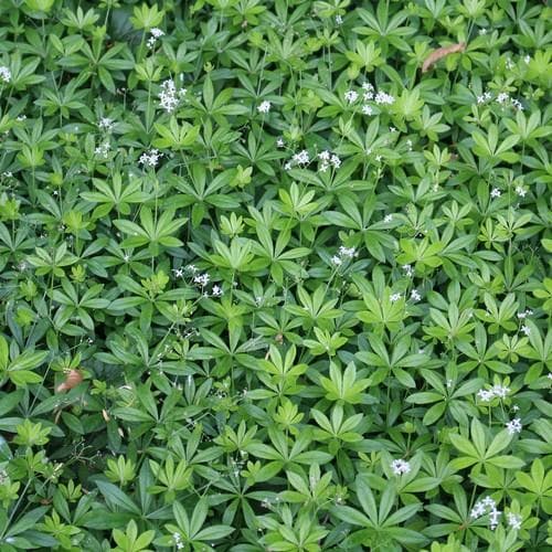 Sweet Woodruff