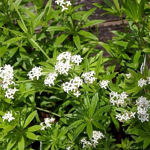 Sweet Woodruff