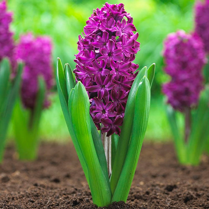 Garden hyacinth Woodstock 4 for 5