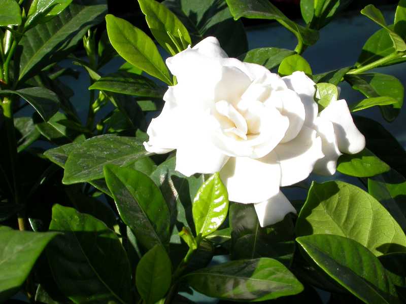 Cape Jasmine Gardenia jasminoides  (13cm Pot)