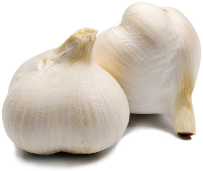 ELEPHANT GARLIC