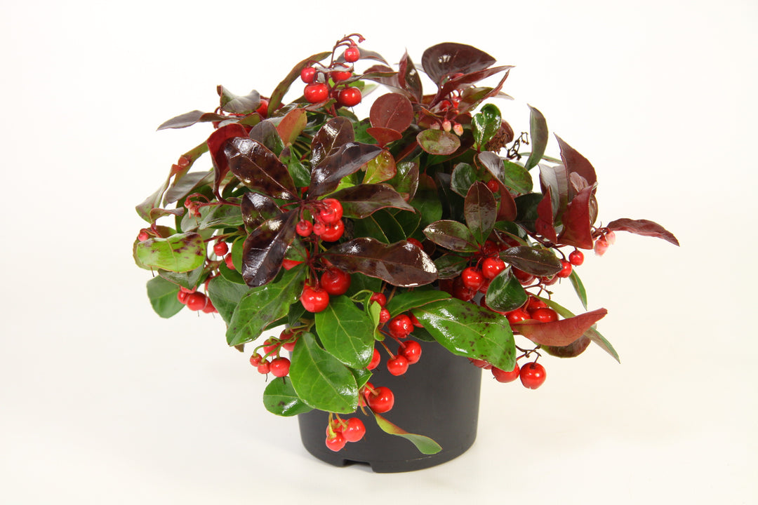 Gaultheria proc. Big Berry