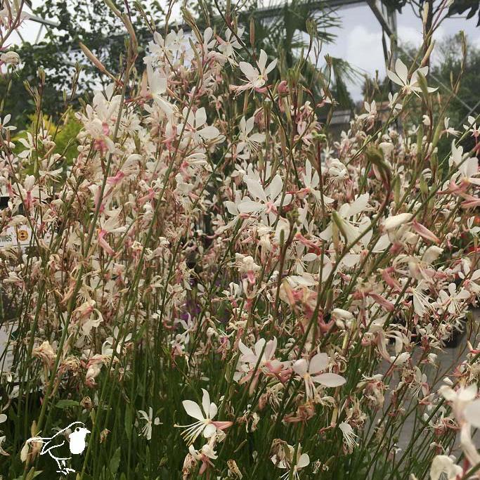 Gaura-Whirling-Butterflies-Flower