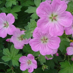 Geranium riv. Mavis Simpson