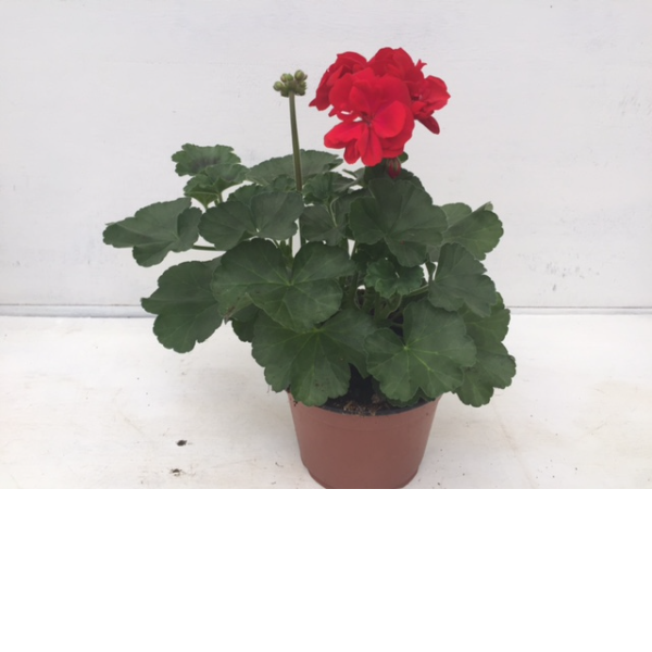 Geranium Red