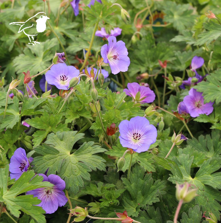 Geranium Rozanne