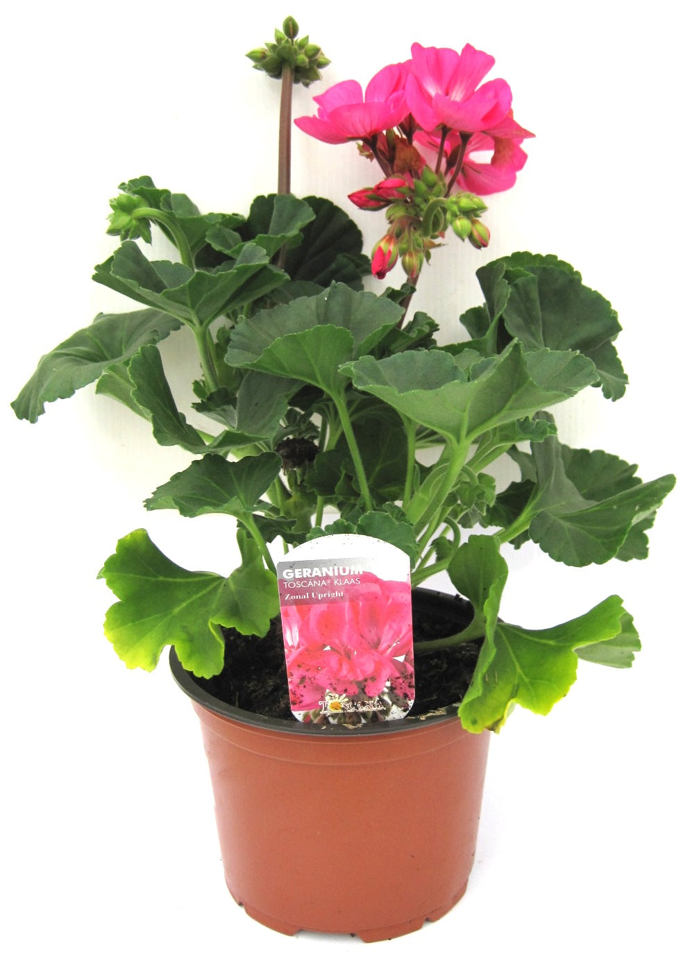 GERANIUM PINK 13cm