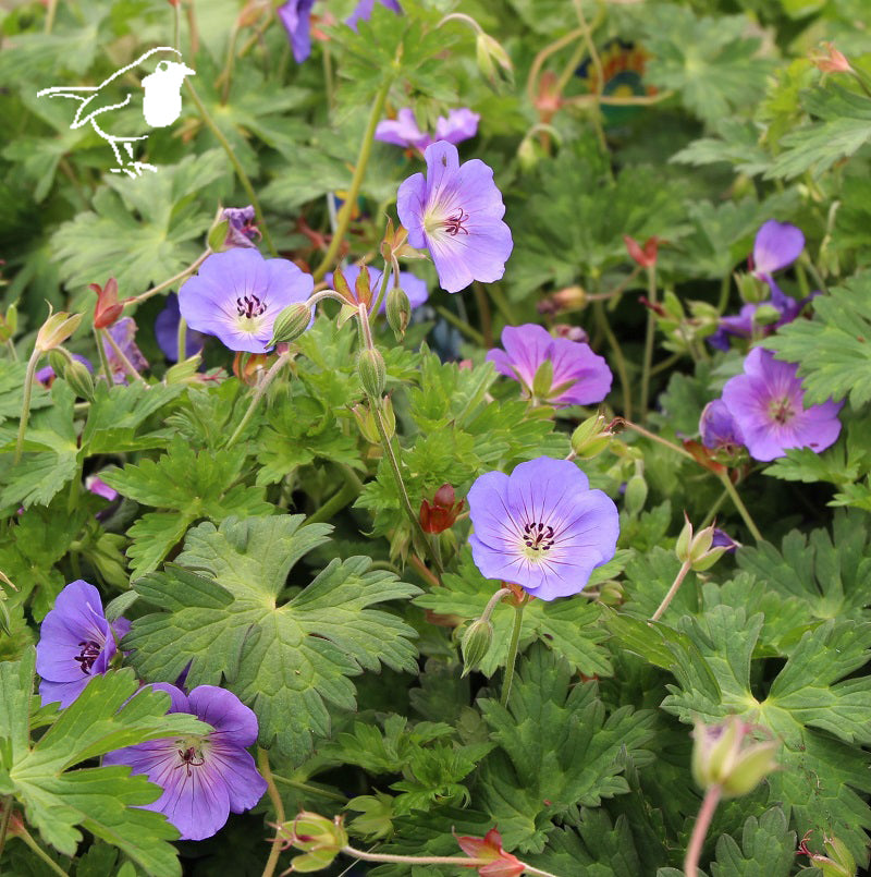 Geranium-Rozanne-(Geranium-'Gerwat'-Rozanne)-Plant-1