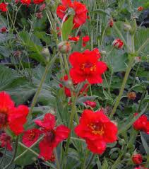 Geum Mrs. Bradshaw