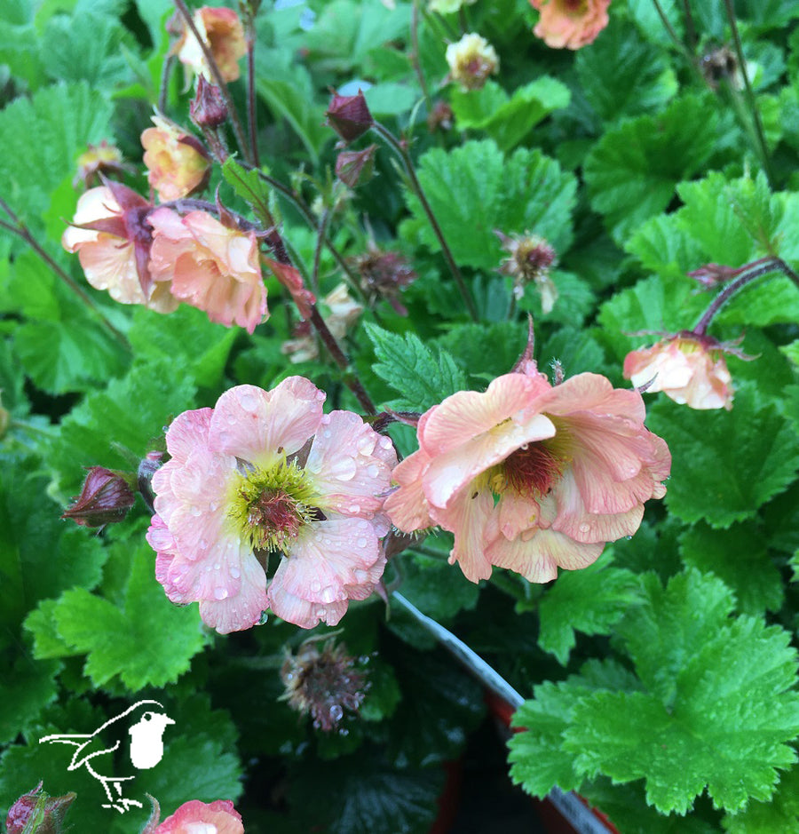 Geum Mai Tai - Herbaceous - Windyridge Garden Centre