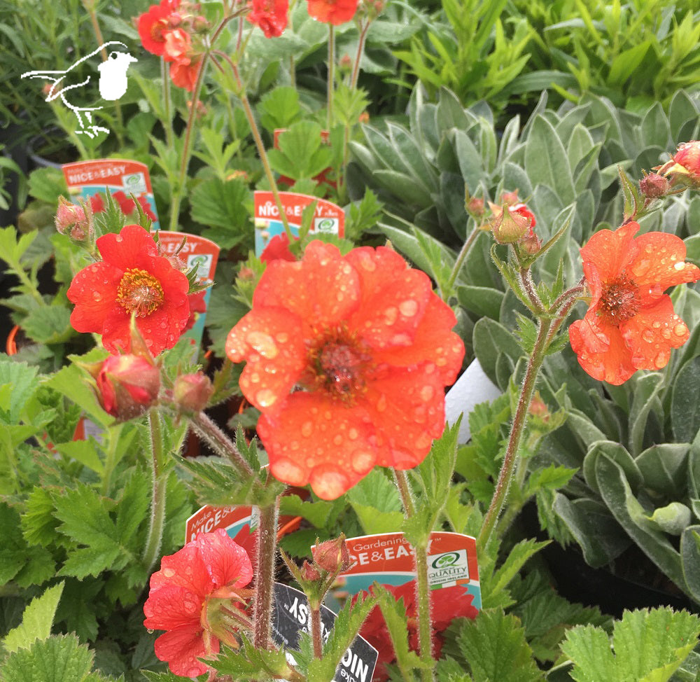 Geum Scarlet Tempest