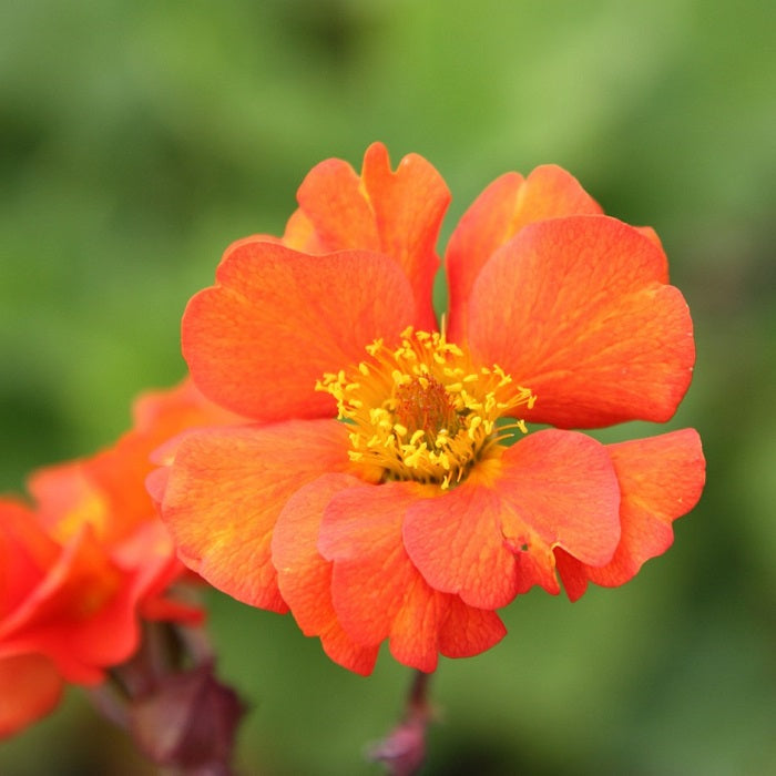 Geum coc. Borisii