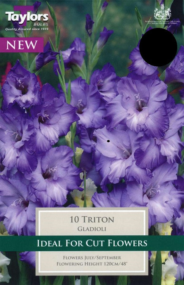 Gladioli Triton
