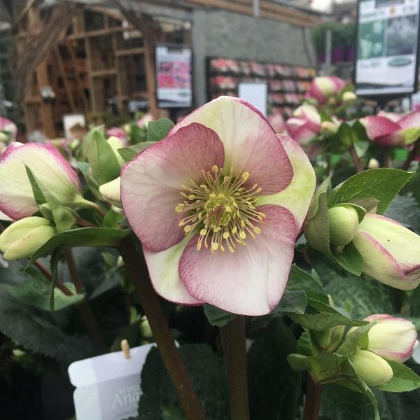 Helleborus Glendas Gloss  P15 - Herbaceous - Windyridge Garden Centre