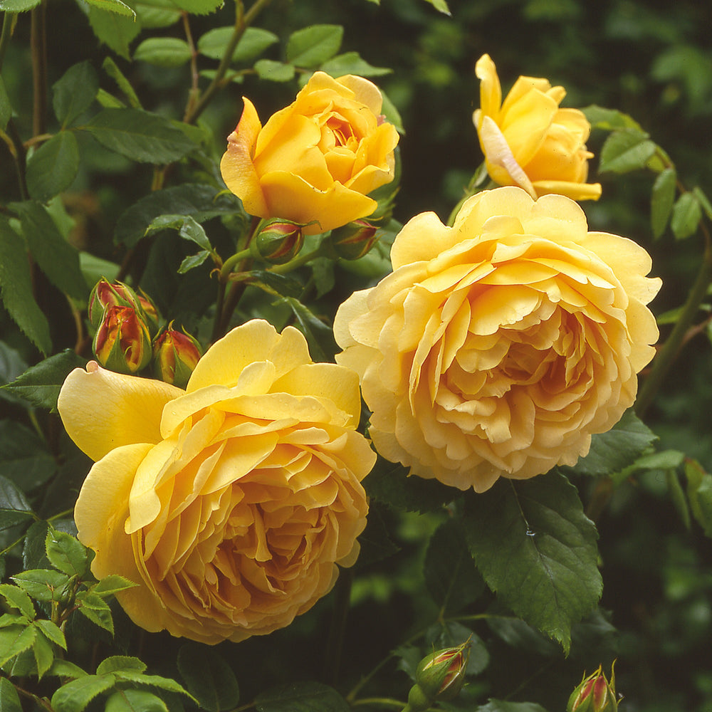 David-Austin-Rosa-Golden-Celebration-Flower-1
