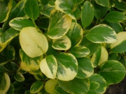 Griselinia littoralis Variegata - Hedging - Windyridge Garden Centre