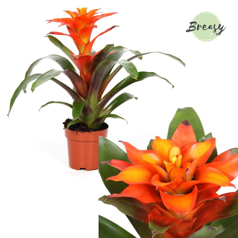 Vase Plant (Guzmania Fiero Orange)