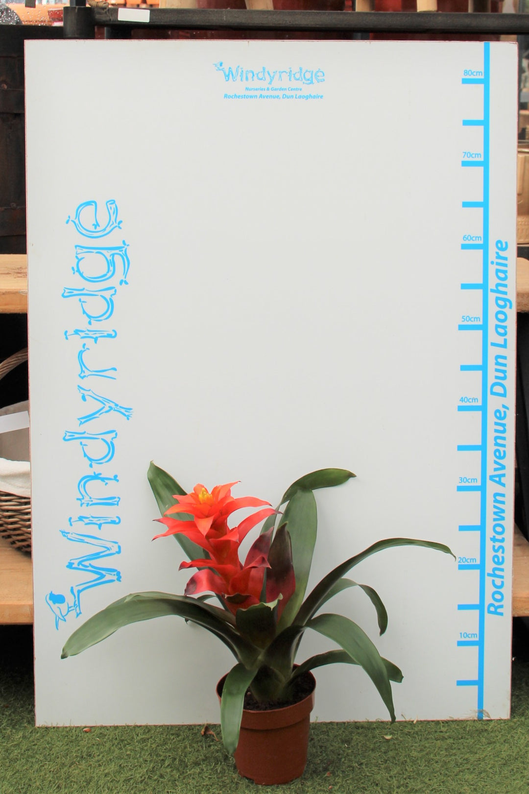 Vase Plant (Guzmania Fiero Orange)