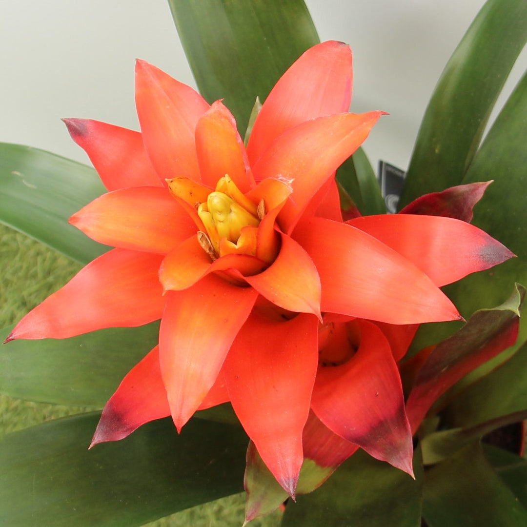 Vase Plant (Guzmania Fiero Orange)