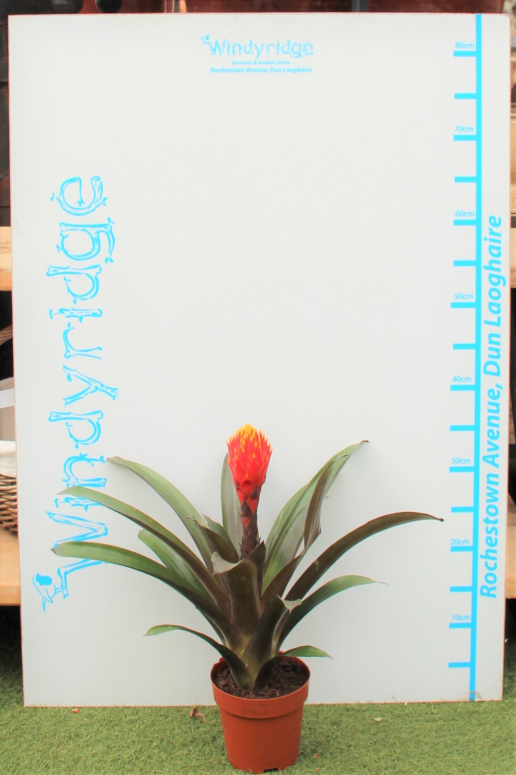 Airplant Guzmania Tala (12cm Pot)