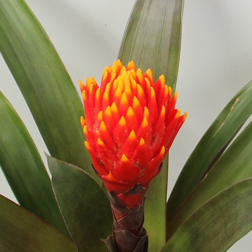 Airplant Guzmania Tala (12cm Pot)