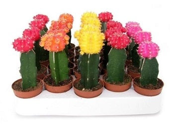 Chin-Cactus-Gymnocalycium-Mix