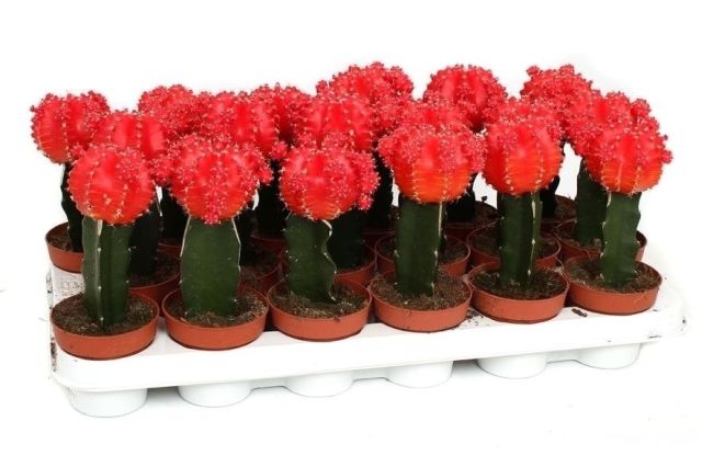 Gymnocalycium Red - Indoor Plants - Windyridge Garden Centre